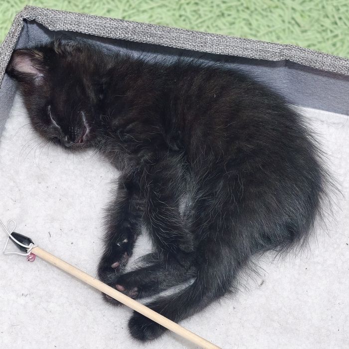 Котенок (за шоколадку)
