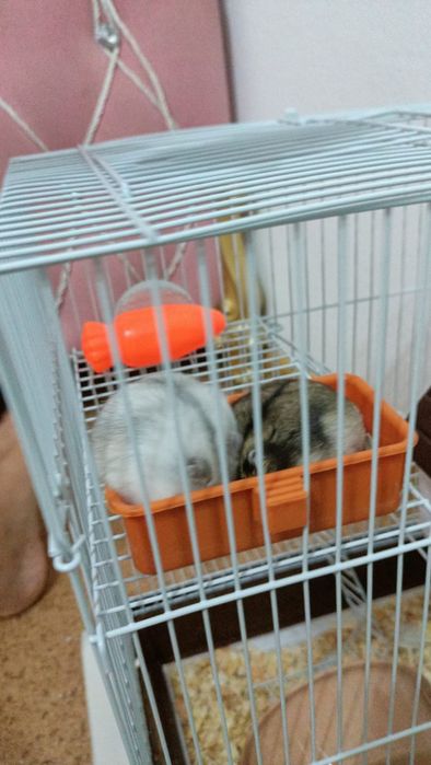 Хомяки Джунгарики