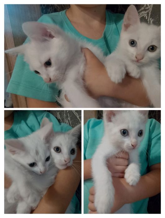 Котята хорошие умные мама крысыловка