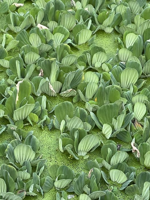 Puiet crap ten sânger plante de iaz