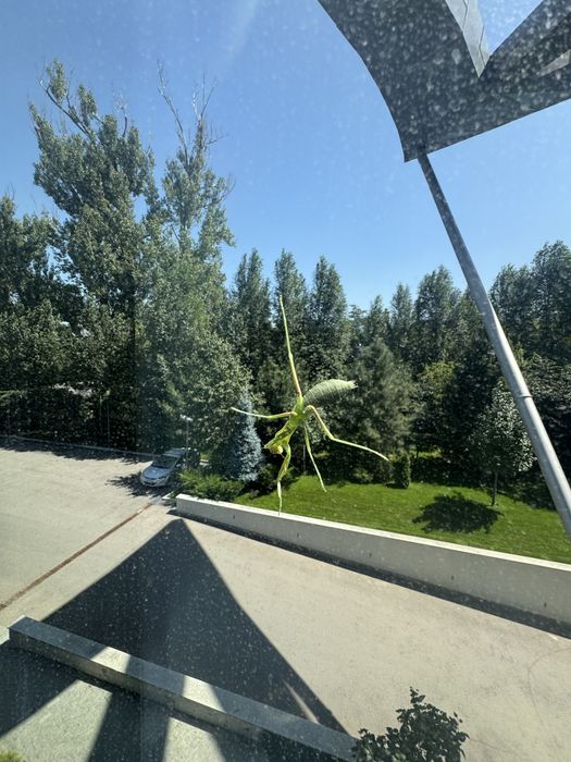 Сдам в аренду фазенду