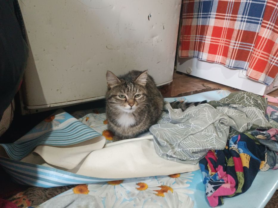 Отдам котят срочно