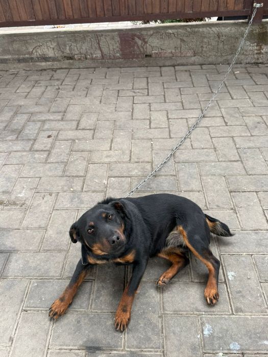 Собака породы ягтерьер девочка