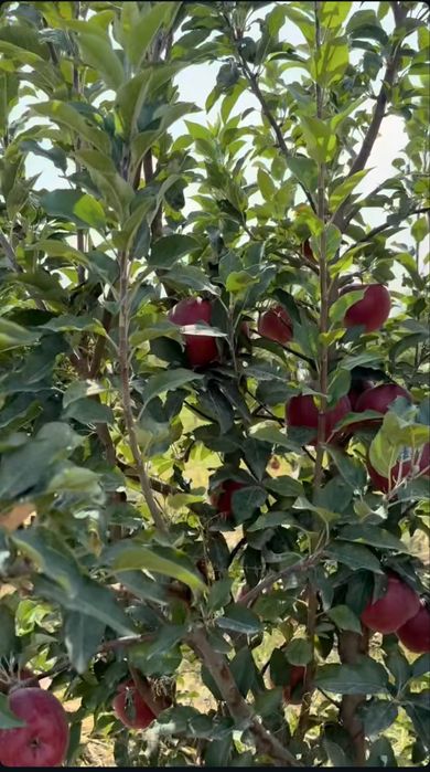 Яблоневый сад 5 га