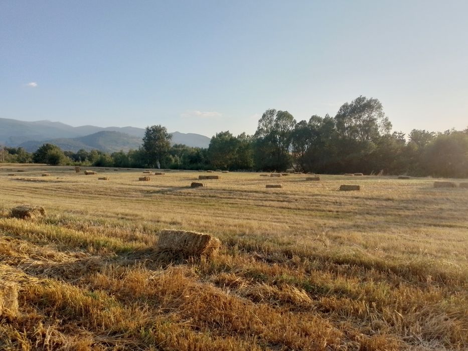 Vând baloti de paie de orzoaica