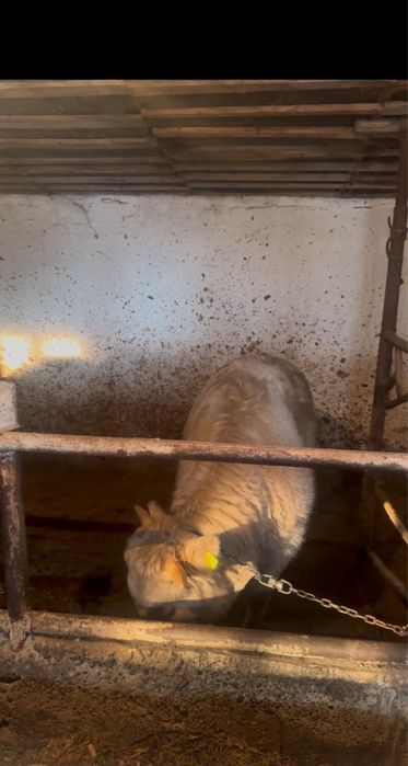 Пррдам быков аулиекольскйх