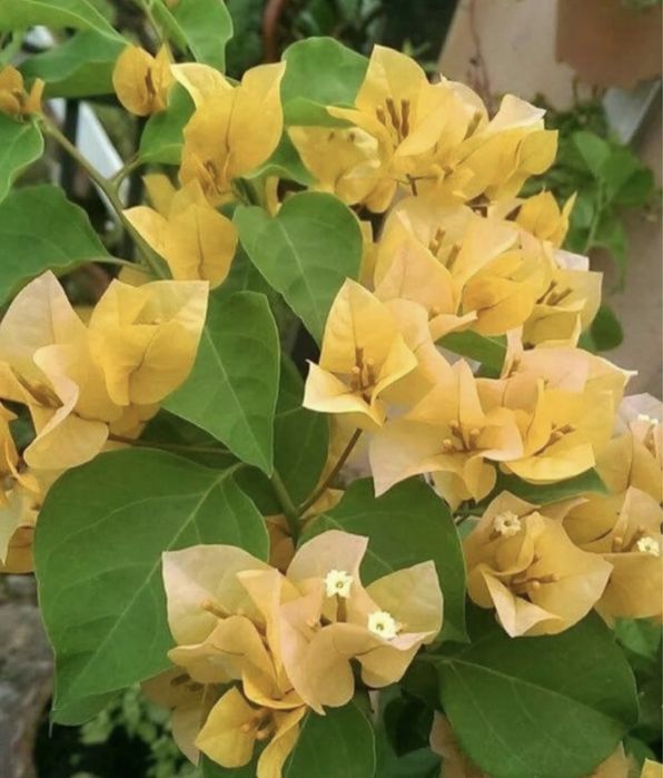 Комнатные растения