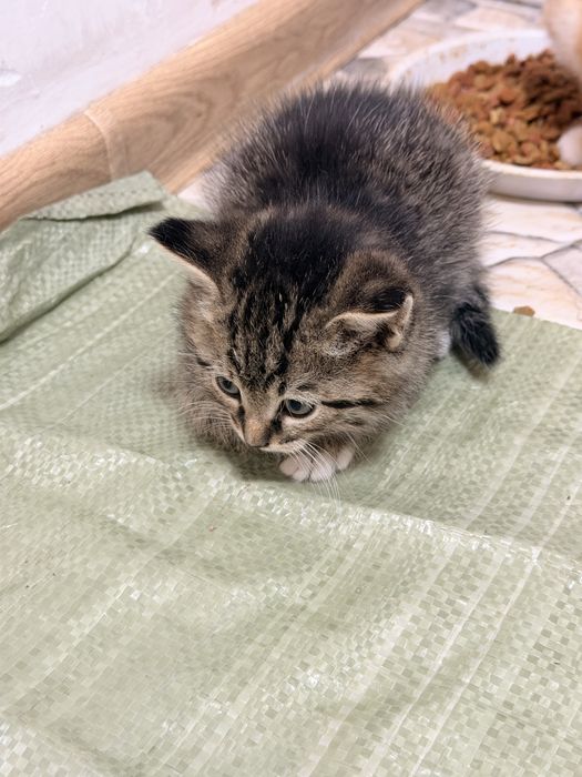 Отдам котят в добрые руки
