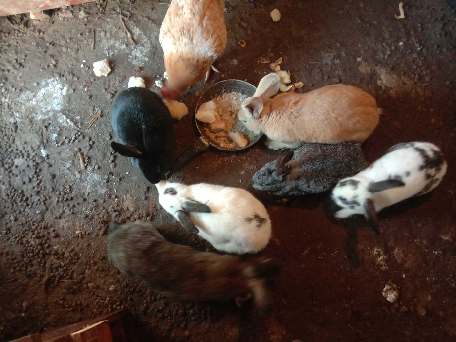 продам кроликов  и курицу