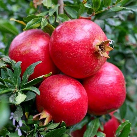 Pomi fructiferi exotici Rodiu melo