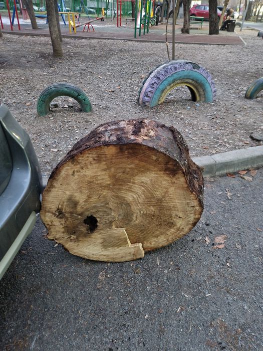 Слэб тополя большой