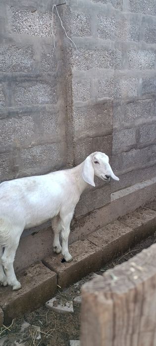 Коза с тремя козочками