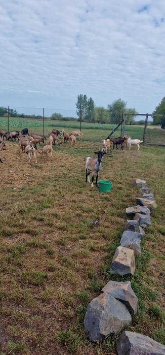 Capre si iezi de vanzare