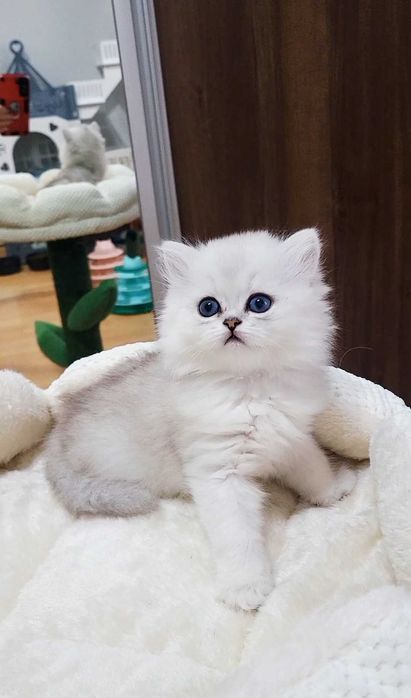 British Longhair – fetiță, pedigree WCF