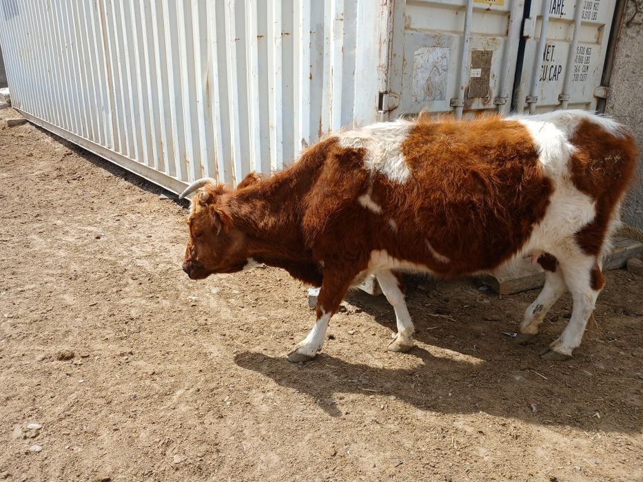 Сцыр сатылады келип кориниздер