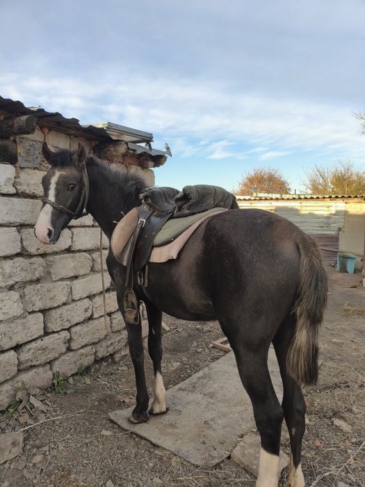 Продам тай жеребчик полукровка