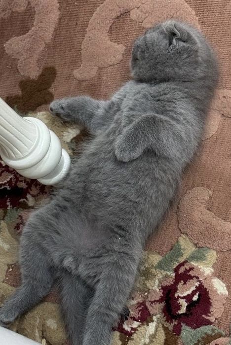 Британские котята
