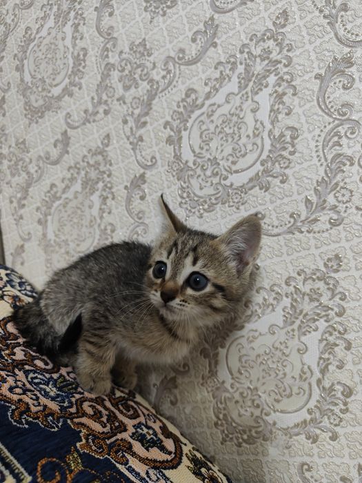 Отдам котенка в хорошие руки