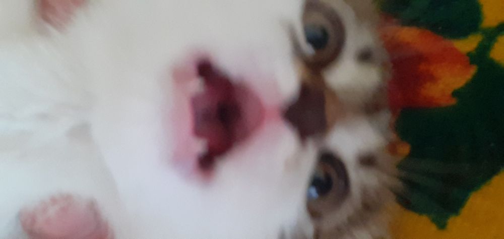 Котята девочки отдам в жобрые руки