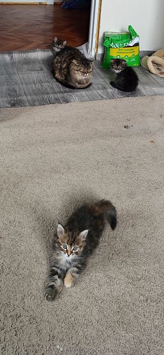 Отдам котят в добрые руки