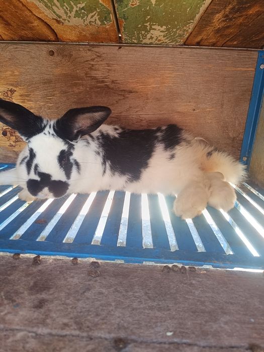 Два мъжки заека. Мелези на 3 месеца и половина.