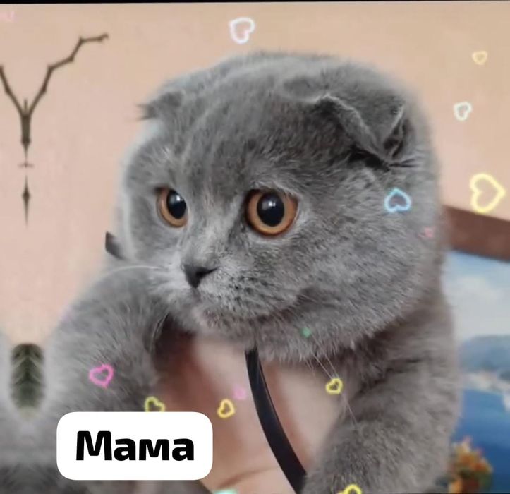 Британские котята мальчики