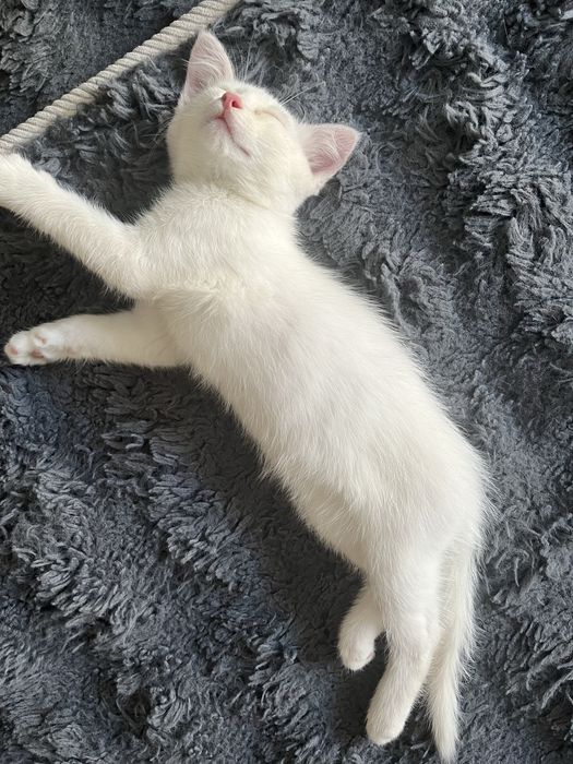 Отдам котенка в добрые руки
