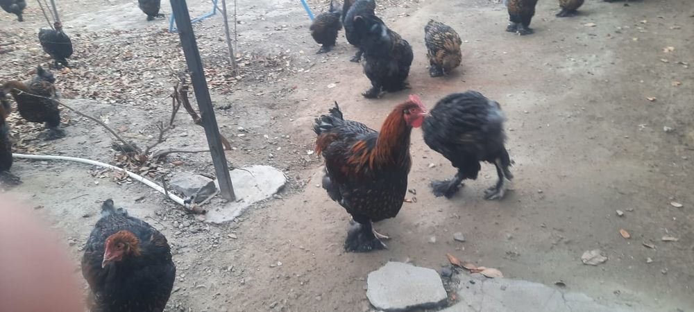 Петух Кохинхин золотоцы