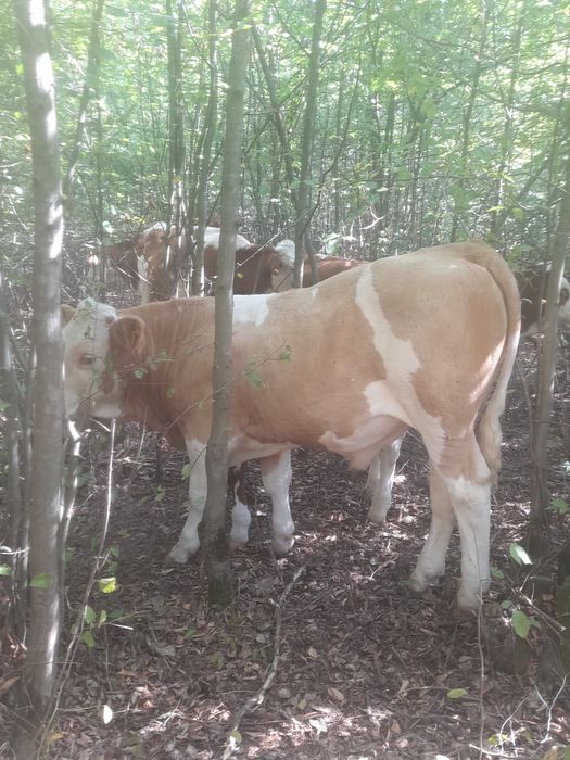 Tăurași Balțați de vânzare