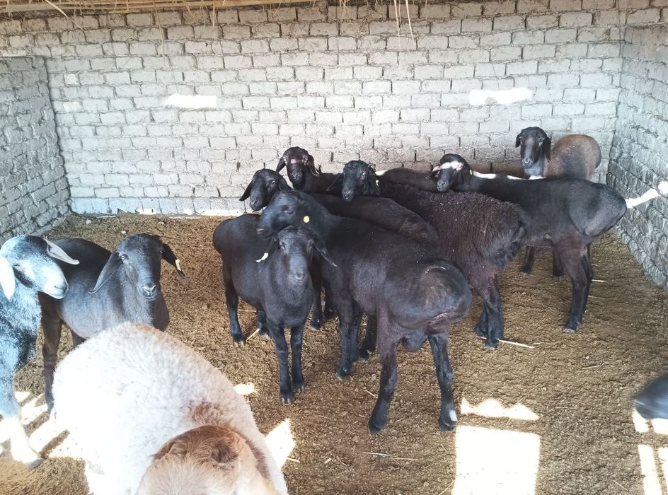Qo'chqor va qo'zi qo'chqorlar sotiladi tirik vazn 70,000-75,000 so'm
