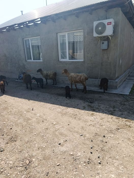 Продаются матки с ягнятами