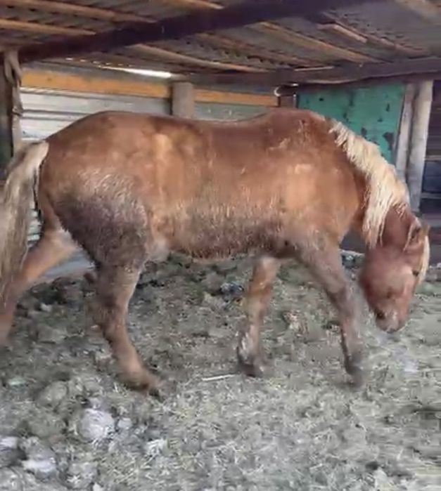 Жеребец 4 года отец тяжеловоз