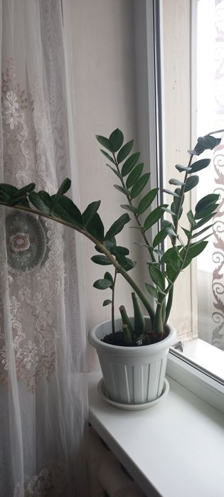 Бөлме гүлдері сатылады