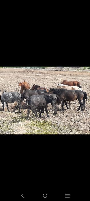Продажа кобыл возрастом от 2-х до 8лет