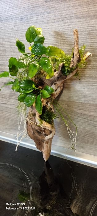 Растения за аквариум и корени