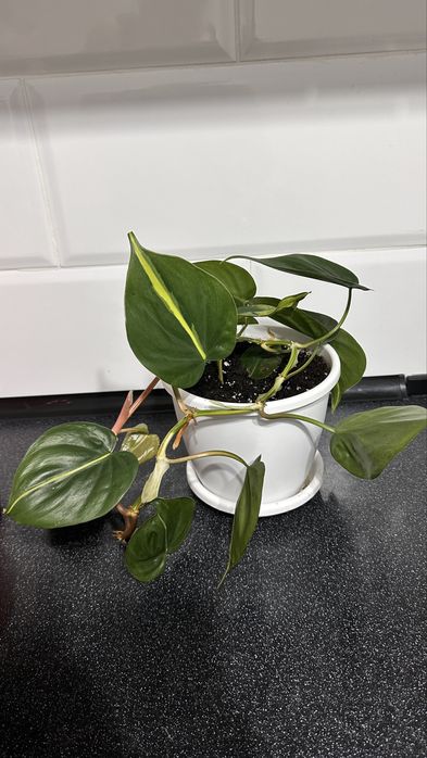 Декабрист,Эпипремнум,Филодендрон,Пелея,Хойя