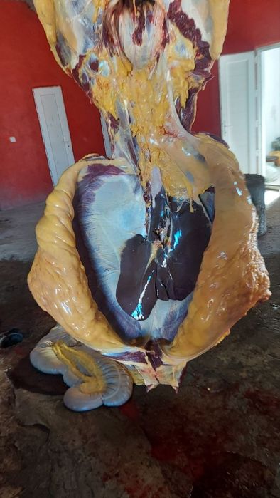 Жылқы Семіз ту биелер