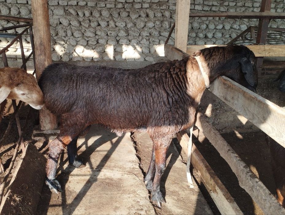 Urugʻlikga qoʻchqor sotiladi