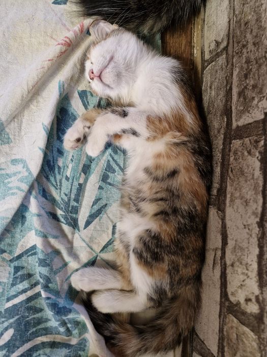 Срочно, отдам котёнка