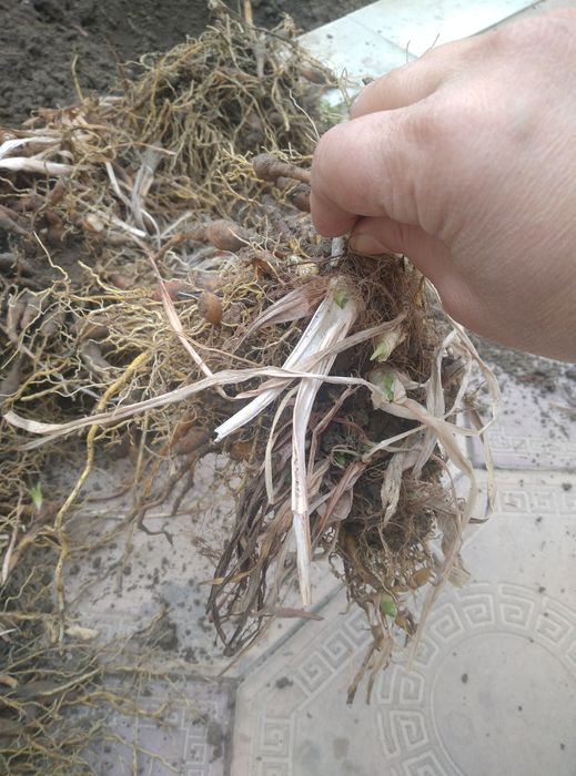 Цветы Гул илдизлари