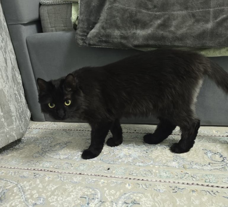 Отдаем кошку в хорошие руки