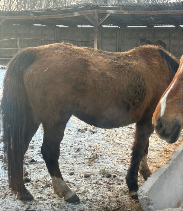 Кобылы с откорма