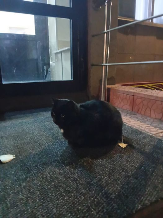 Чёрный кот в добрые руки
