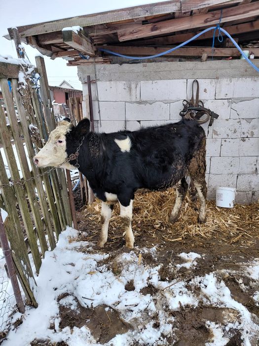 Vând junica din vaci de lapte