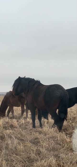 Айгыр сатылады 6 жасар