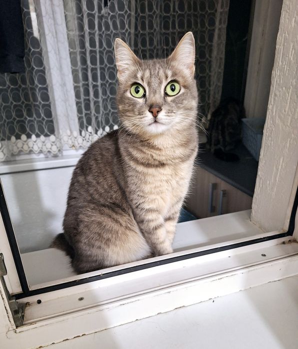 Лапочка  Мася. Стерелизована