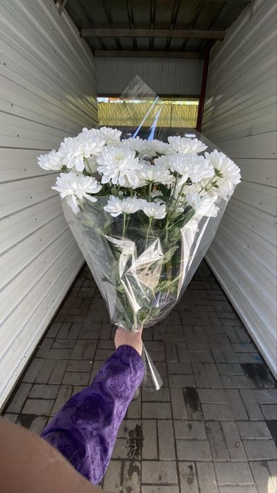 Хризантемы свежие цветы