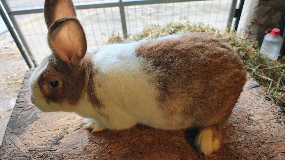 Iepuri  Hycole Francez Masculi