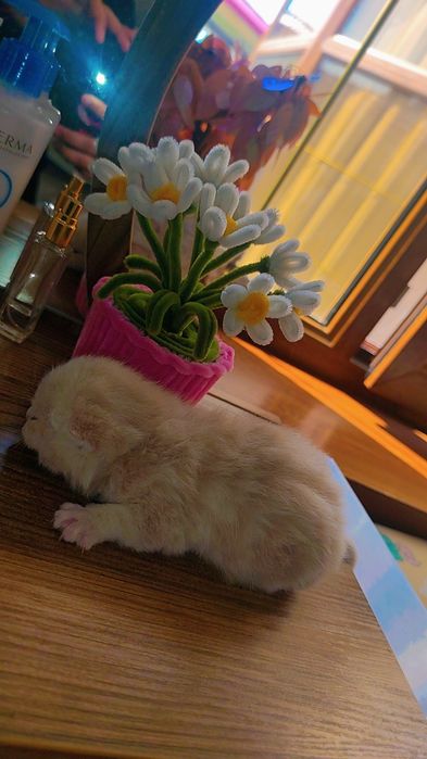 BRON. Skotish fold skotish straight britan