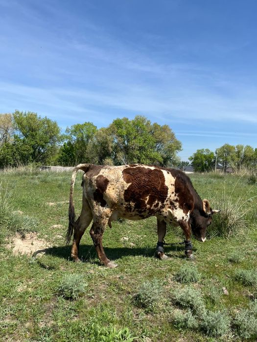 Ассалаума алекум Алатау сауын биринши тума бузауы жок